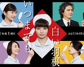 永远的白羽毛 永远的白羽毛